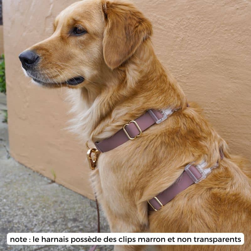 🆕 HARNAIS POUR CHIEN WATERPROOF - MARRON ESPRESSO *BOUCLES COULEURS* - Image 3