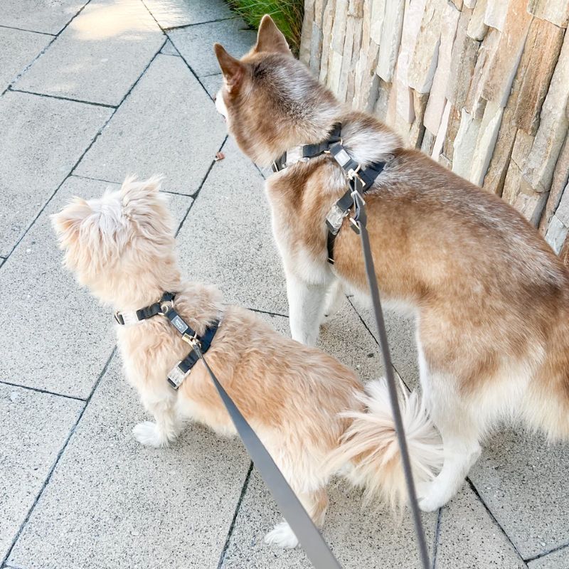 HARNAIS POUR CHIEN WATERPROOF - NOIR *BOUCLES TRANSPARENTES* - Image 4