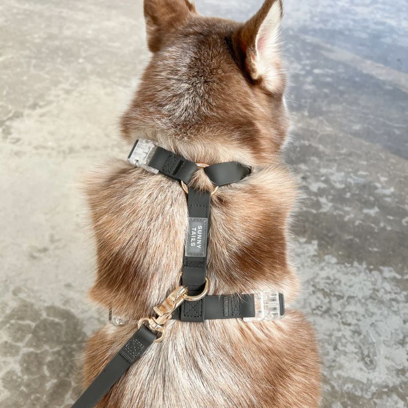 HARNAIS POUR CHIEN WATERPROOF - NOIR *BOUCLES TRANSPARENTES* - Image 5