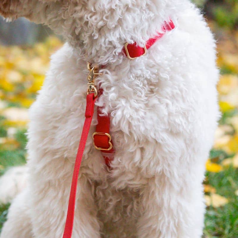 HARNAIS POUR CHIEN WATERPROOF - ROUGE CERISE *BOUCLES TRANSPARENTES* - Image 4