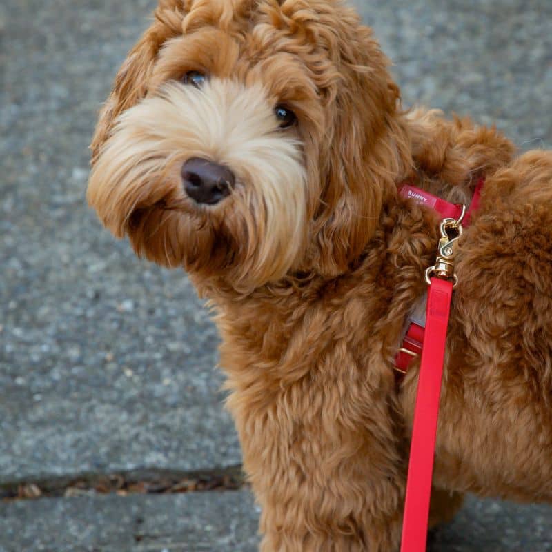 HARNAIS POUR CHIEN WATERPROOF - ROUGE CERISE *BOUCLES TRANSPARENTES* - Image 5