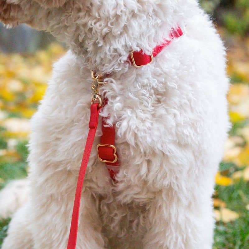 🆕 HARNAIS POUR CHIEN WATERPROOF - ROUGE CERISE *BOUCLES COULEURS* - Image 3