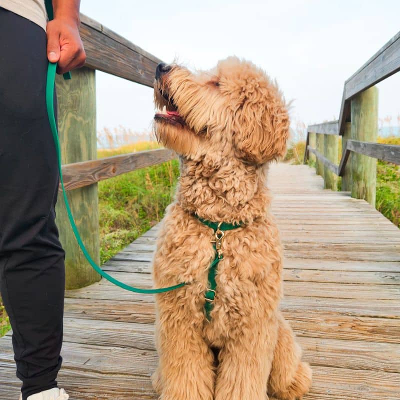🆕 HARNAIS POUR CHIEN WATERPROOF - VERT *BOUCLES COULEURS* - Image 4