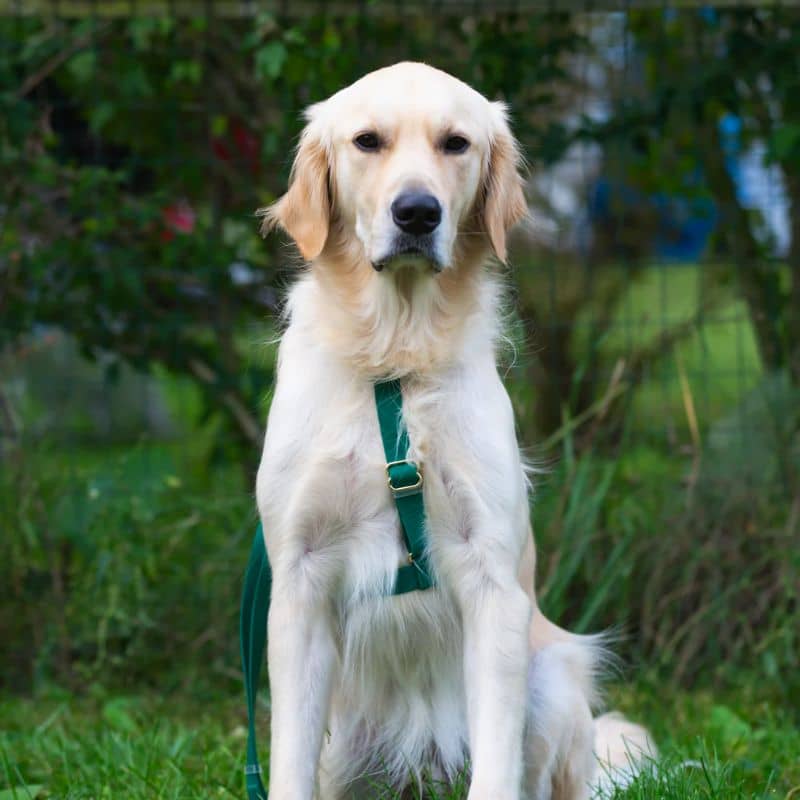 🆕 HARNAIS POUR CHIEN WATERPROOF - VERT *BOUCLES COULEURS* - Image 5