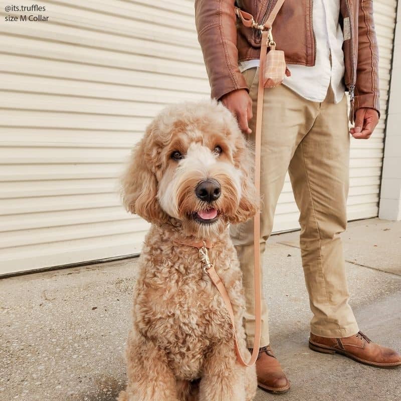 LAISSE POUR CHIEN MULTIPOSITIONS 4 EN 1 CONVERTIBLE WATERPROOF - MARRON CHAI - Image 3