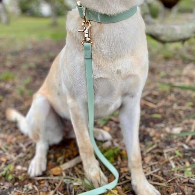 LAISSE POUR CHIEN MULTIPOSITIONS 4 EN 1 CONVERTIBLE WATERPROOF - PISTACHE - Image 3