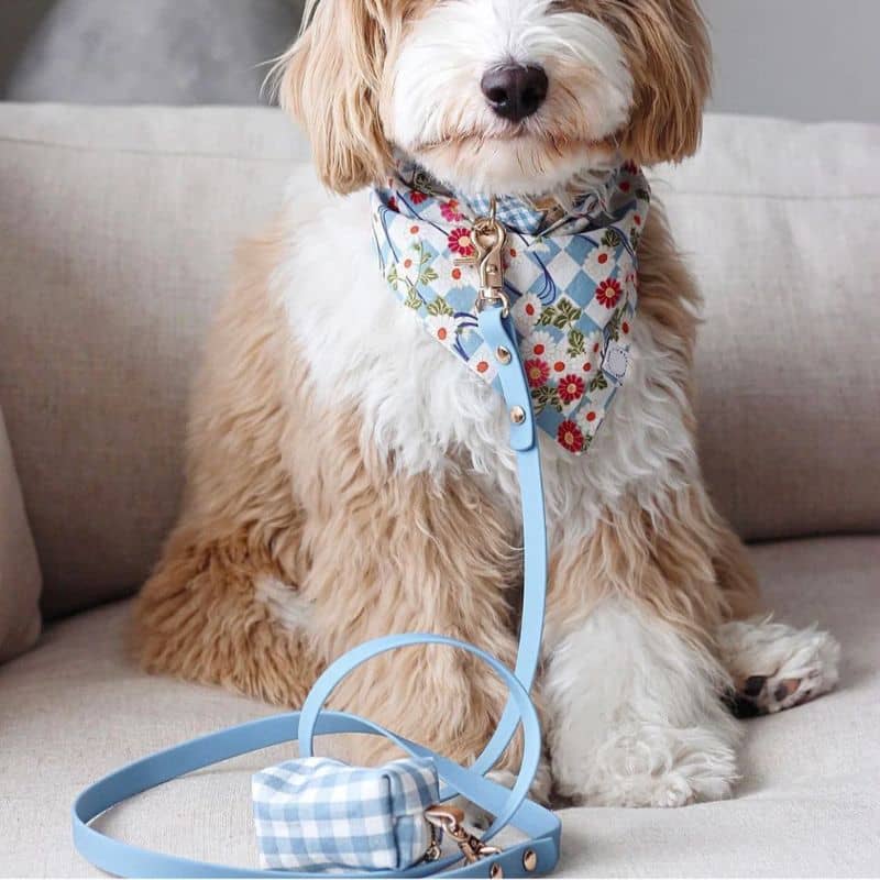 LAISSE POUR CHIEN WATERPROOF - BLEU CIEL - Image 4