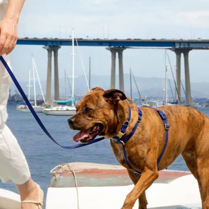 LAISSE POUR CHIEN WATERPROOF - BLEU MARINE "NAVY" - Image 3