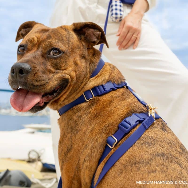 LAISSE POUR CHIEN WATERPROOF - BLEU MARINE "NAVY" - Image 4