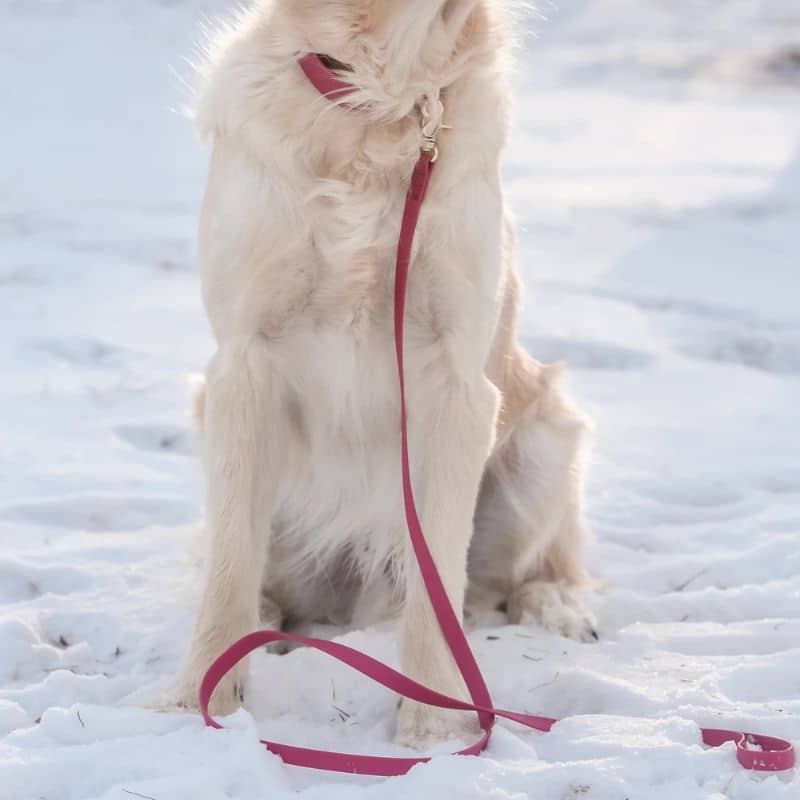 LAISSE POUR CHIEN WATERPROOF - FRAMBOISE - Image 3