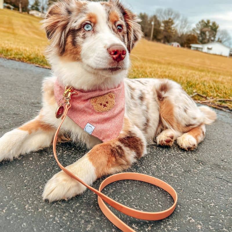 LAISSE POUR CHIEN WATERPROOF - MARRON CHAI - Image 3