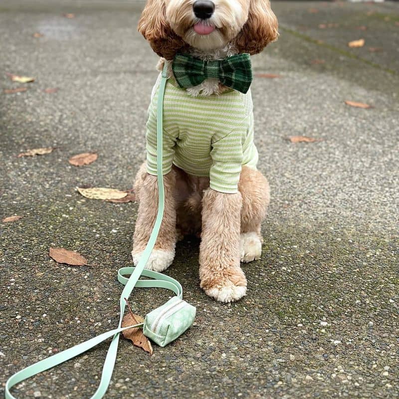 LAISSE POUR CHIEN WATERPROOF - PISTACHE - Image 4
