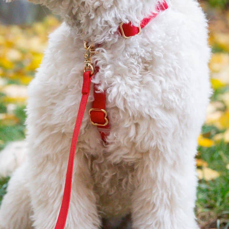 LAISSE POUR CHIEN WATERPROOF - ROUGE CERISE - Image 3