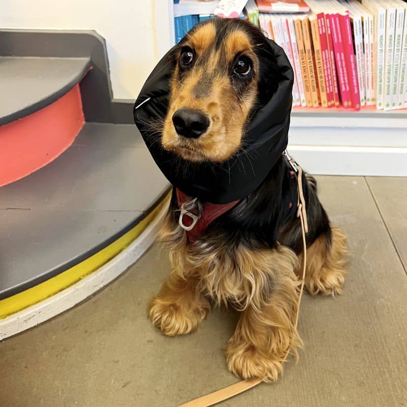 SNOOD HIVER WATERPROOF ET FOURRÉ POUR CHIEN - NOIR - Image 3