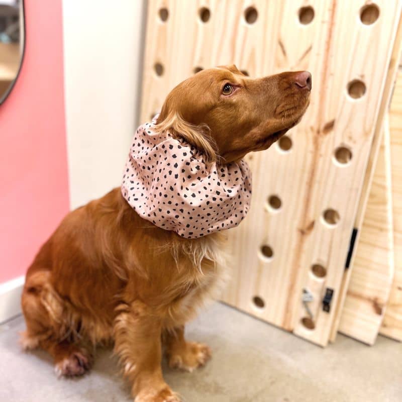 SNOOD POUR CHIEN EN COTON - BLACK & TAN - Image 3