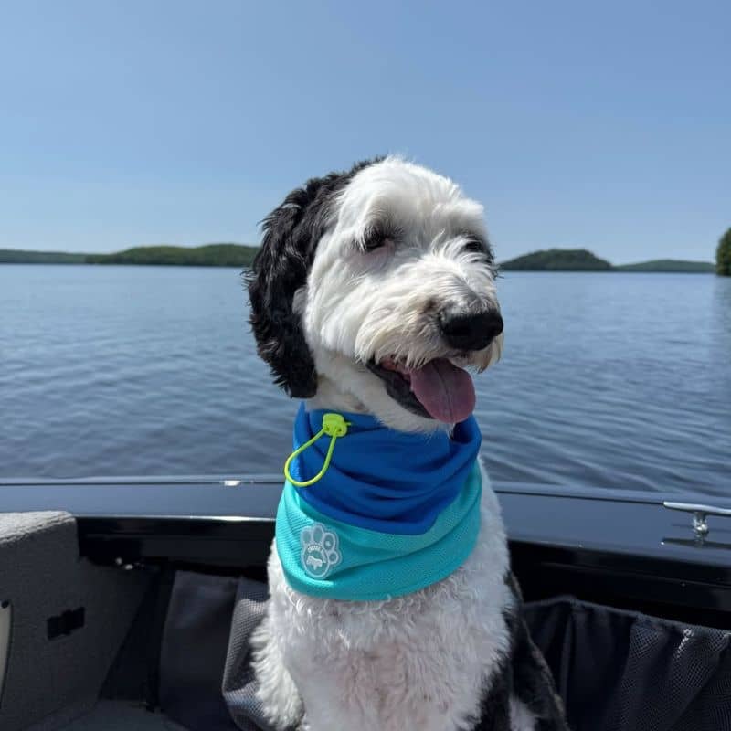 Snood rafraîchissant pour chien - Max Chill Cooling Snood - Image 4