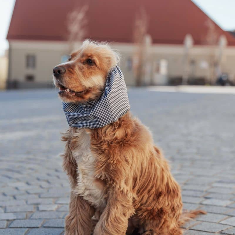 SNOOD WATERPROOF POUR CHIEN - VICHY MARINE ET BLANC - Image 2