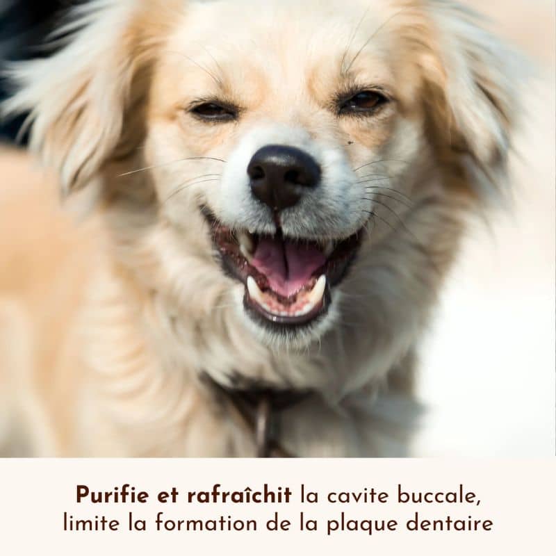 SPRAY DENTAIRE HALEINE FRAÎCHE SOUFFLE POLAIRE - POUR CHIEN - Image 4