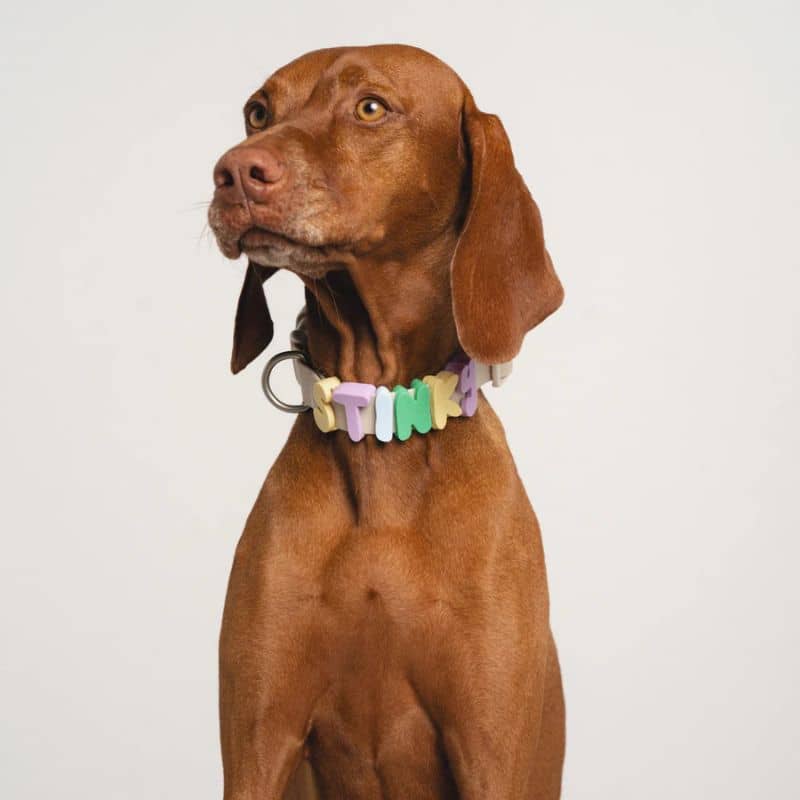 COLLIER POUR CHIEN WATERPROOF - AVOINE (PERSONNALISABLE AVEC DES CHARMS) - Image 4
