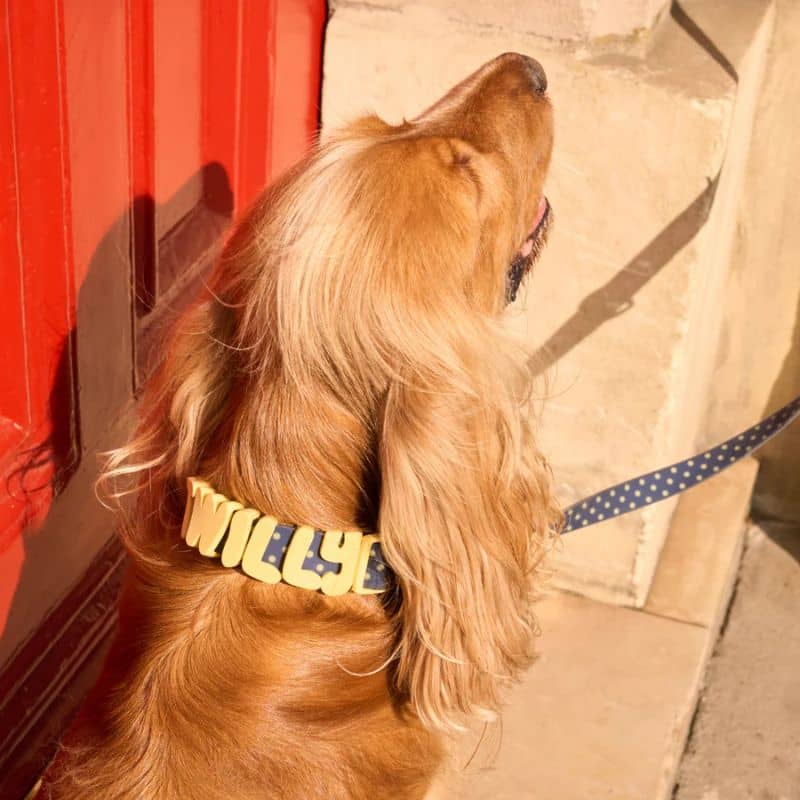 COLLIER POUR CHIEN WATERPROOF - BLEU POIS JAUNE (PERSONNALISABLE AVEC DES CHARMS) - Image 5