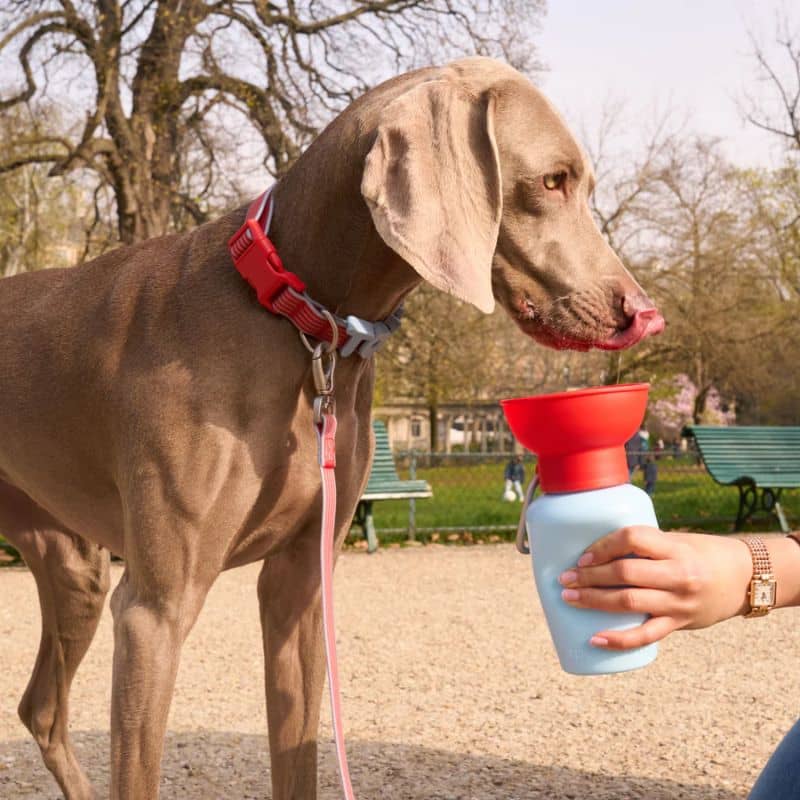 GOURDE PORTABLE POUR CHIEN AVEC DISTRIBUTEUR D'EAU RÉTRACTABLE - 590ML * ÉDITION LIMITÉE BICOLORE BLEU & ROUGE - Image 4