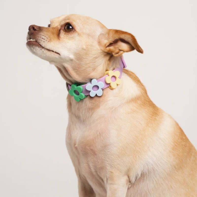 CHARMS SILICONE POUR PERSONNALISER ACCESSOIRE CHIEN - SYMBOLES & STRAPS (LILAS, JAUNE, VERT & BLEU) - Image 2