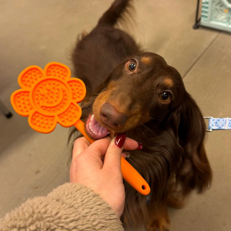 TAPIS DE LÉCHAGE À TENIR MOTIF FLEUR POUR CHIEN - LICK POP - Image 2