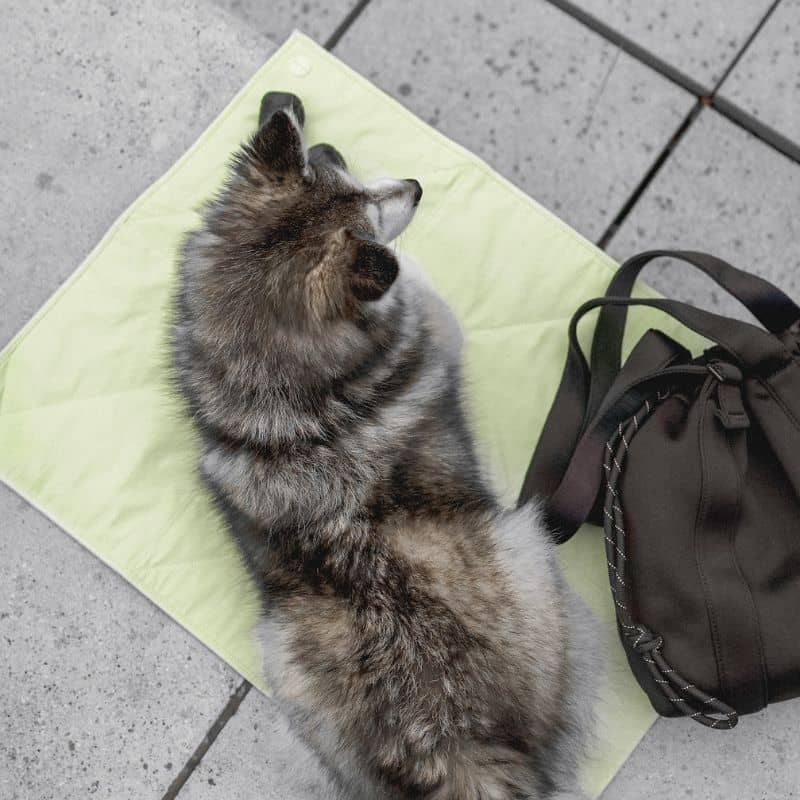 TAPIS DE VOYAGE PLIABLE * TRAVEL MAT * POUR CHIEN - 2 COULEURS DISPO - Image 3