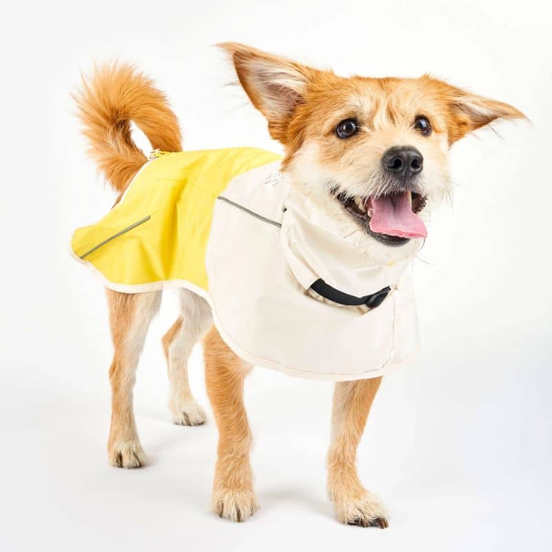 IMPERMÉABLE POUR CHIEN - VENTURE RAIN JAUNE 🌧️ - Image 5