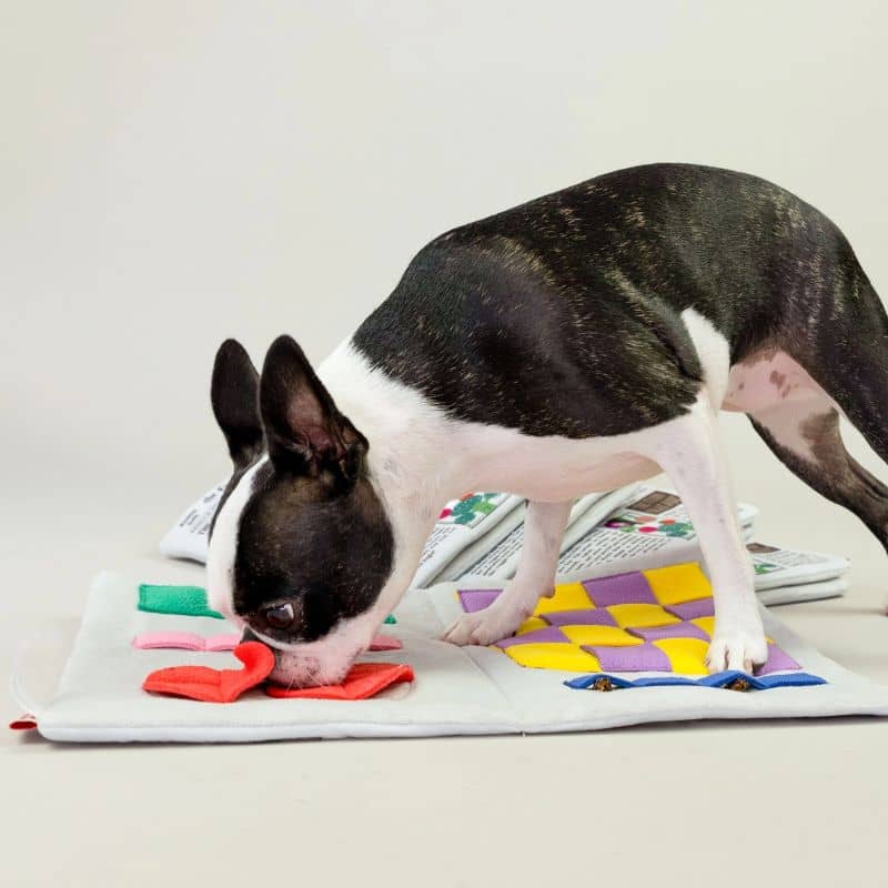 JEU D’OCCUPATION ET DE FOUILLE POUR CHIEN - JOURNAL 🗞️ - Image 6