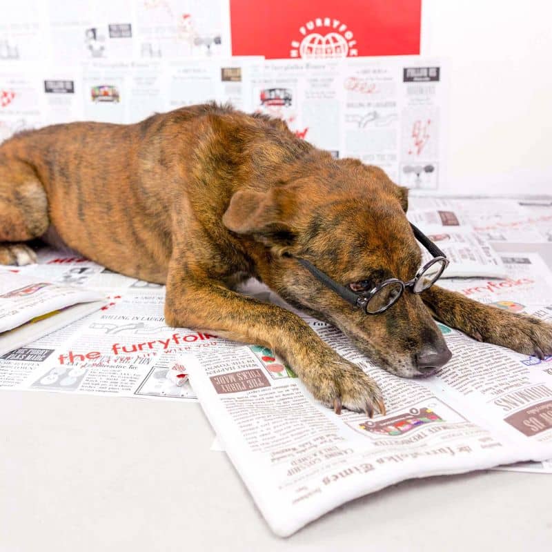 JEU D’OCCUPATION ET DE FOUILLE POUR CHIEN - JOURNAL 🗞️ - Image 7