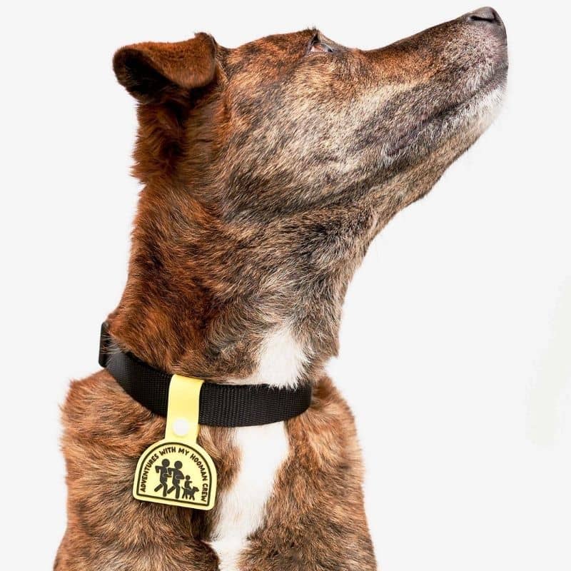 MÉDAILLE POUR CHIEN À CLIP - THE DAILY CLIP (4 DESIGNS AU CHOIX) - Image 3