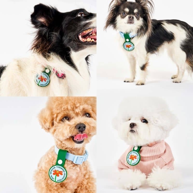 MÉDAILLE POUR CHIEN À CLIP - THE DAILY CLIP (4 DESIGNS AU CHOIX) - Image 6