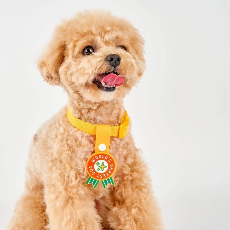 MÉDAILLE POUR CHIEN À CLIP - THE DAILY CLIP (4 DESIGNS AU CHOIX) - Image 7