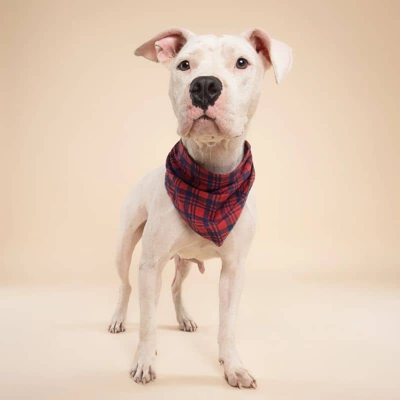 BANDANA POUR CHIEN - MOTIF TARTAN "CABIN PLAID" - Image 3