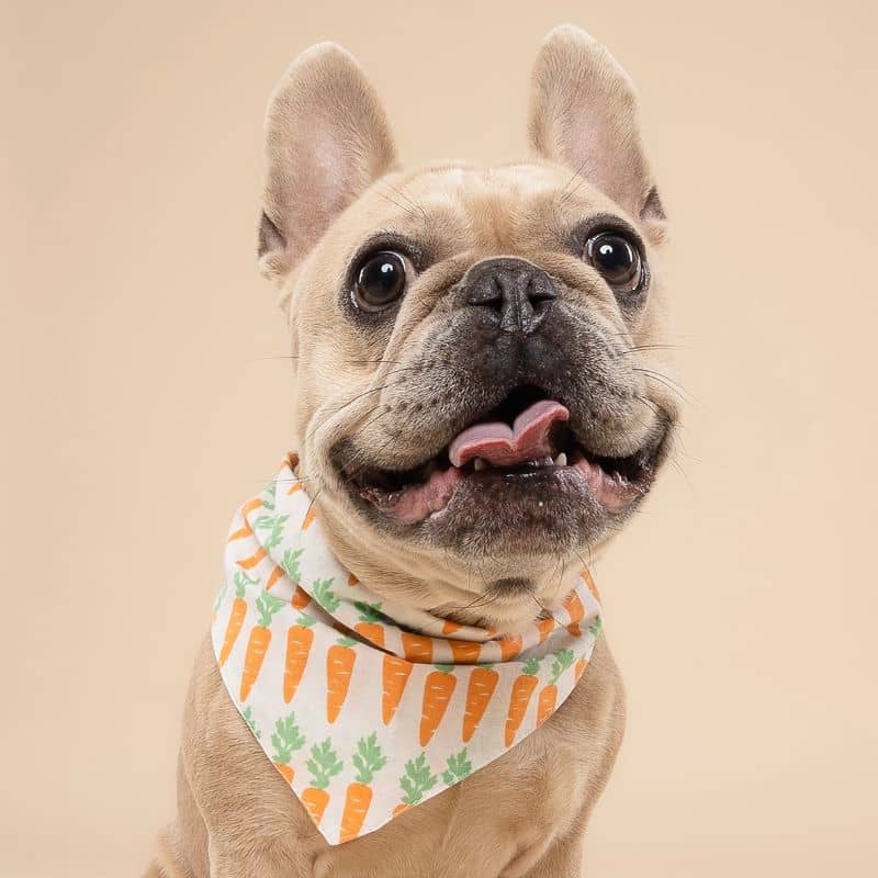 BANDANA POUR CHIEN - CAROTTE "CRUNCH" đ„ - Image 2