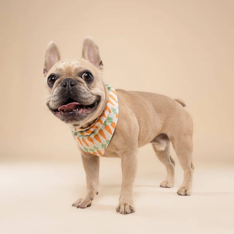 BANDANA POUR CHIEN - CAROTTE "CRUNCH" đ„ - Image 3