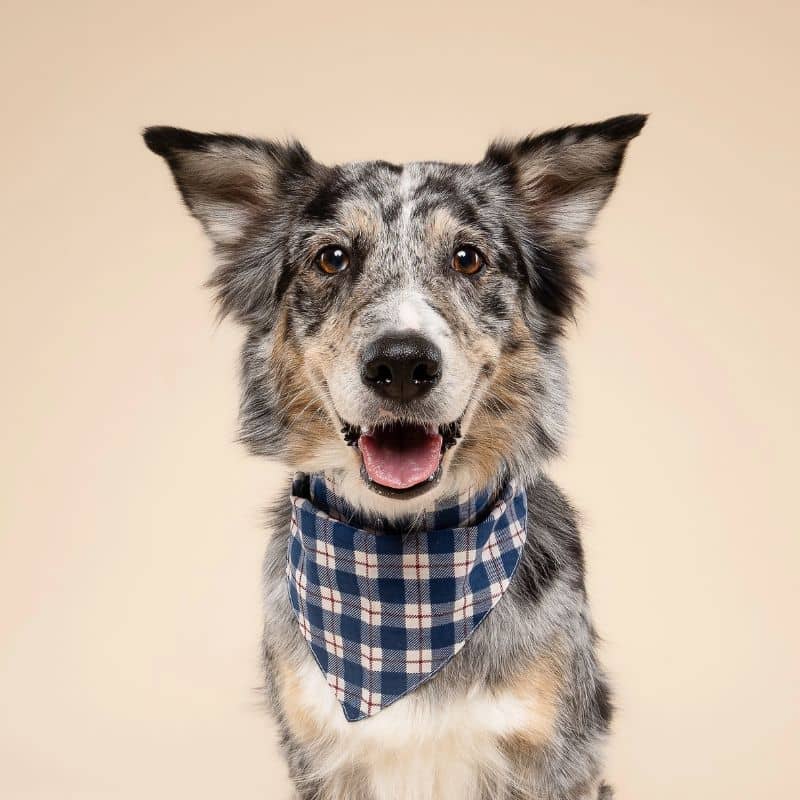 BANDANA POUR CHIEN - CARREAUX BLEU ET BLANC "APRÈS PLAID" - Image 2