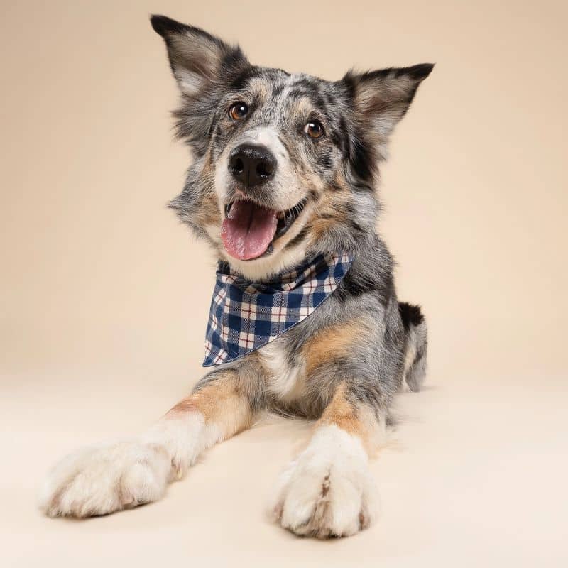 BANDANA POUR CHIEN - CARREAUX BLEU ET BLANC "APRÈS PLAID" - Image 4