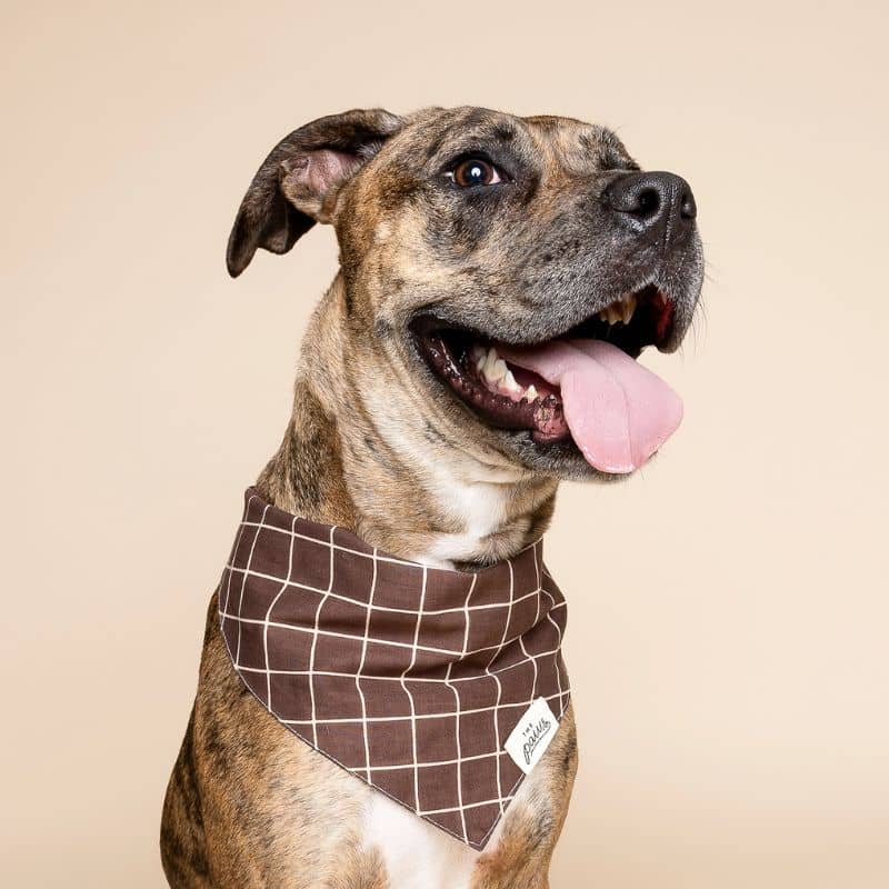 BANDANA POUR CHIEN - CARREAUX STRATFORD - Image 2