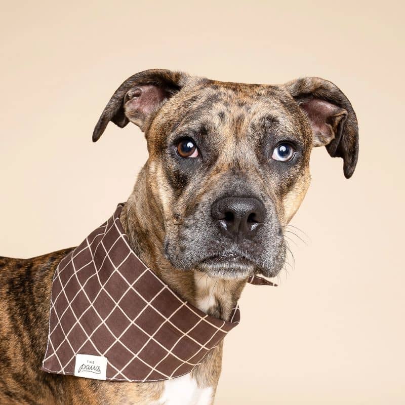 BANDANA POUR CHIEN - CARREAUX STRATFORD - Image 4