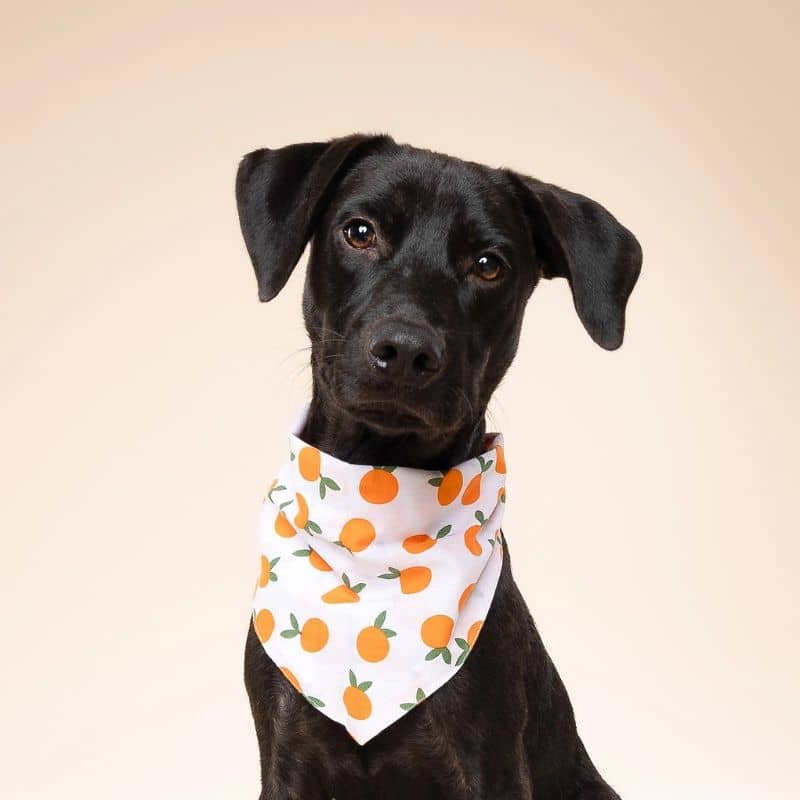 BANDANA POUR CHIEN - CLĂMENTINE đ - Image 2