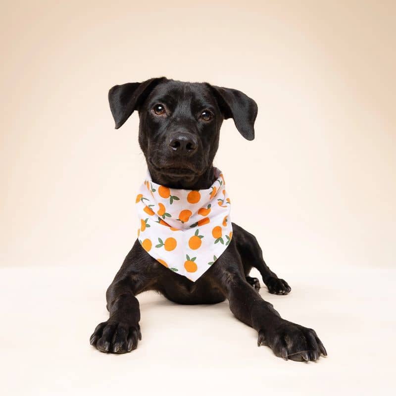 BANDANA POUR CHIEN - CLĂMENTINE đ - Image 3