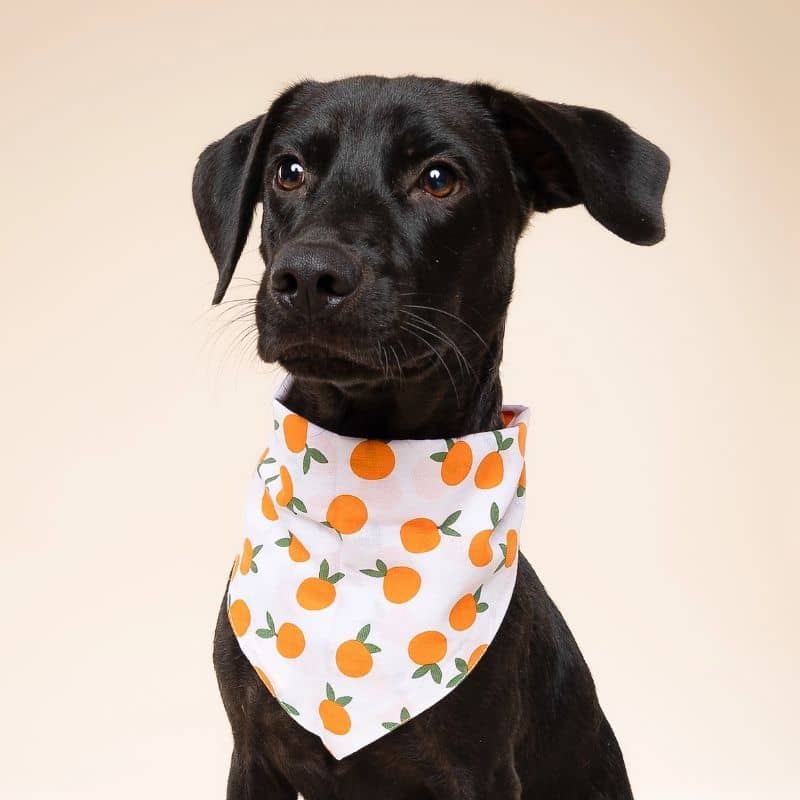 BANDANA POUR CHIEN - CLĂMENTINE đ - Image 4