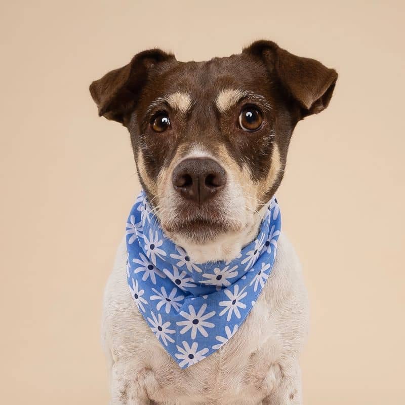 BANDANA POUR CHIEN - FLEURS BLEUES "LYLA FLOWER" - Image 2