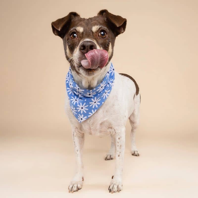 BANDANA POUR CHIEN - FLEURS BLEUES "LYLA FLOWER" - Image 3