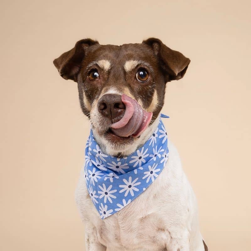 BANDANA POUR CHIEN - FLEURS BLEUES "LYLA FLOWER" - Image 4