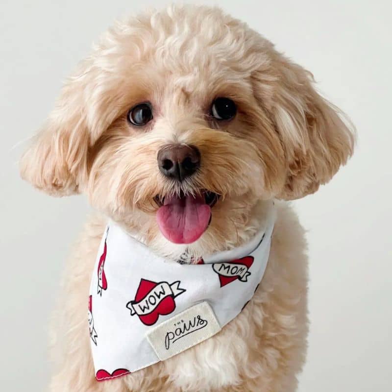 BANDANA POUR CHIEN - LOVE MOM ❤️ - Image 2
