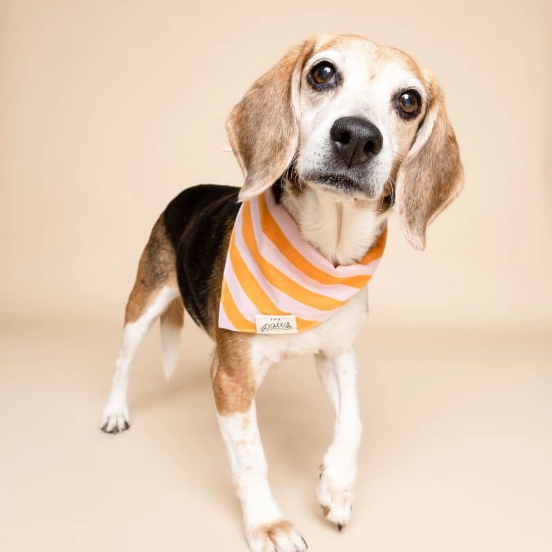 BANDANA POUR CHIEN - RAYURES ORANGE & ROSE "NUSA" - Image 2