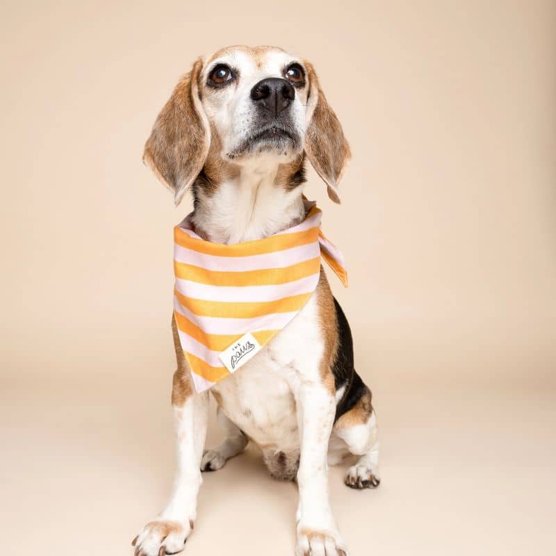 BANDANA POUR CHIEN - RAYURES ORANGE & ROSE "NUSA" - Image 3